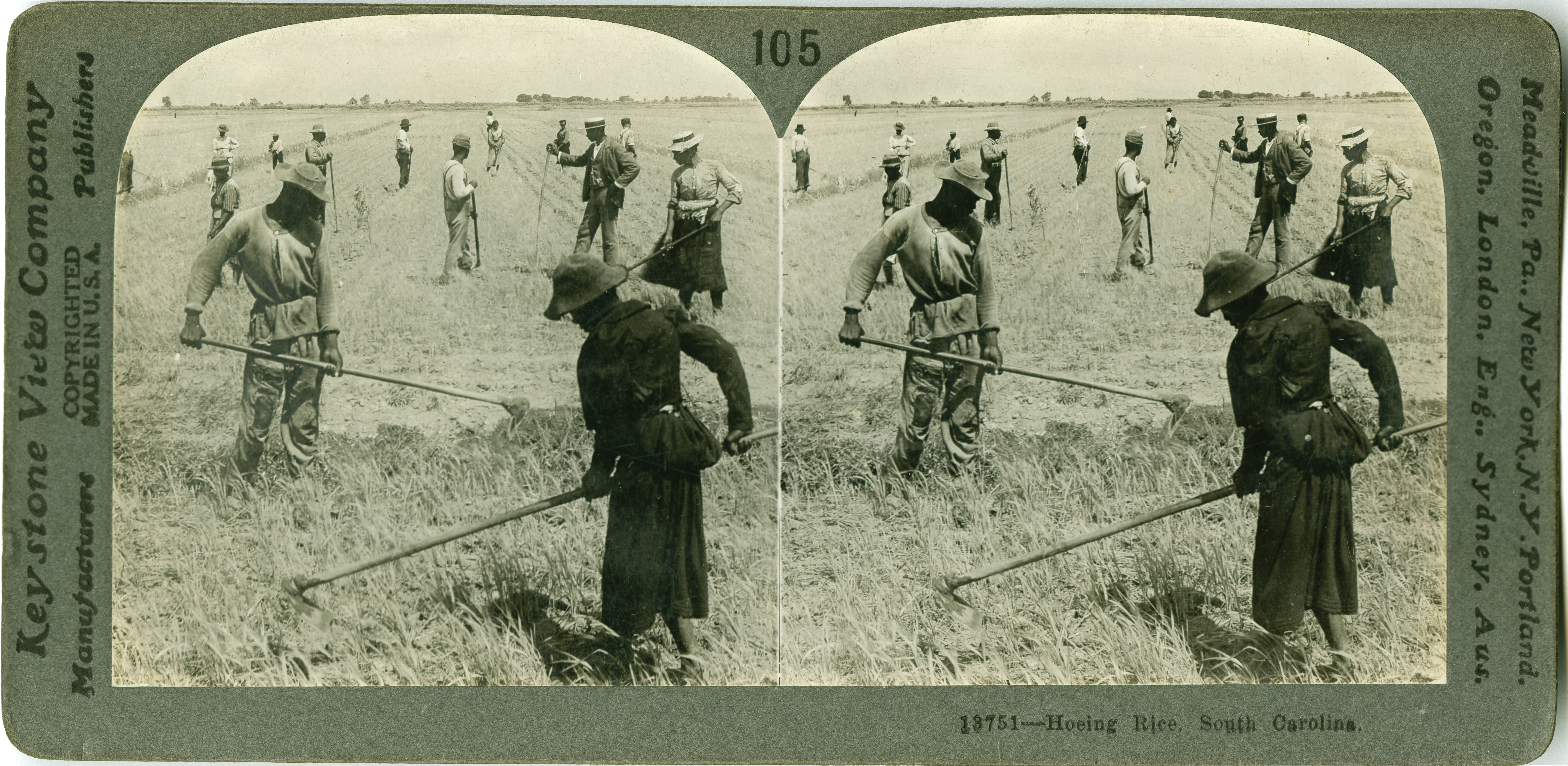 Hoeing Rice, South Carolina, (stereograph, circa 1904)