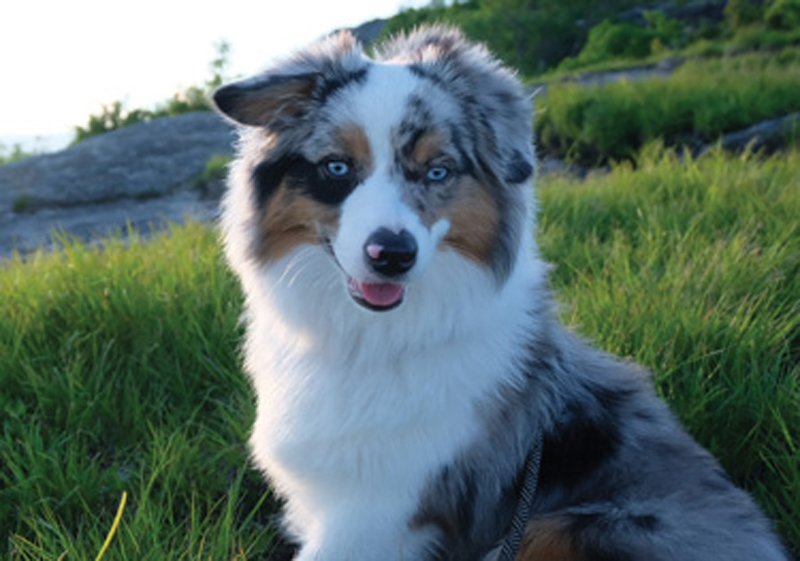 Tiny Pups:   “Our dog, Miss Cookie Two Step, is a mini Australian shepherd. She’s our breath of fresh air when we’re working 16-hour days.” —Hannah