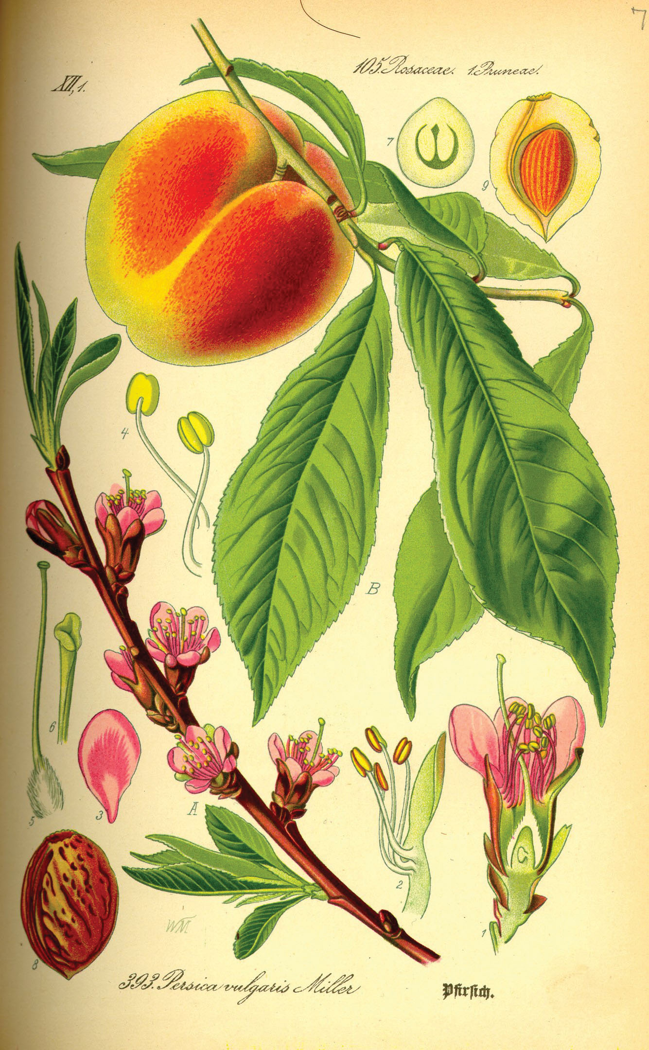 Peach flower, fruit, seed, and leaves as illustrated by Otto Wilhelm Thomé (1885).