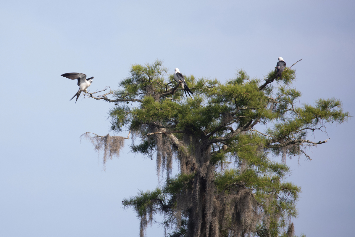 Day 5: Swallow-tailed kites nest in a cypress along the riverbank in Georgetown County.