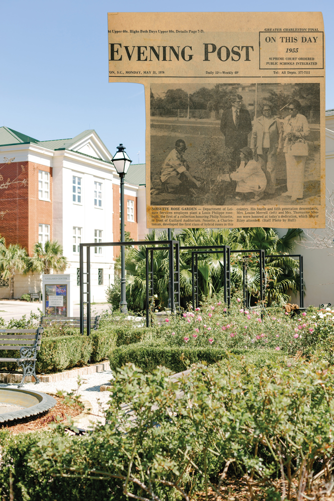 In 1976, Noisette family members gathered from around the United States and France to dedicate the Noisette Memorial Garden in front of the then-Gaillard Auditorium. There,13 antique rose varieties are represented among the 40-some plants.