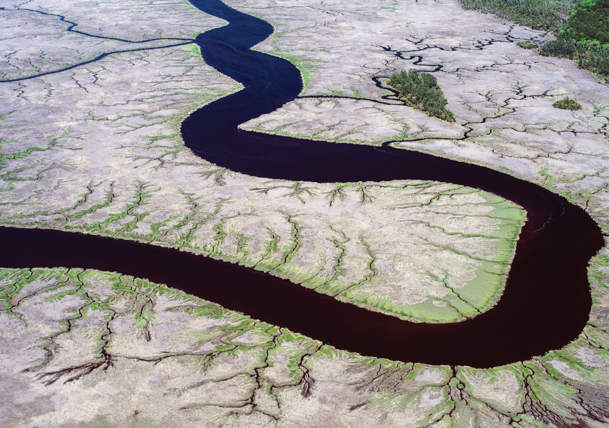 Wetlands in Spring with Fresh Green Growth (New River near Daufuskie Island; April 9, 2015)