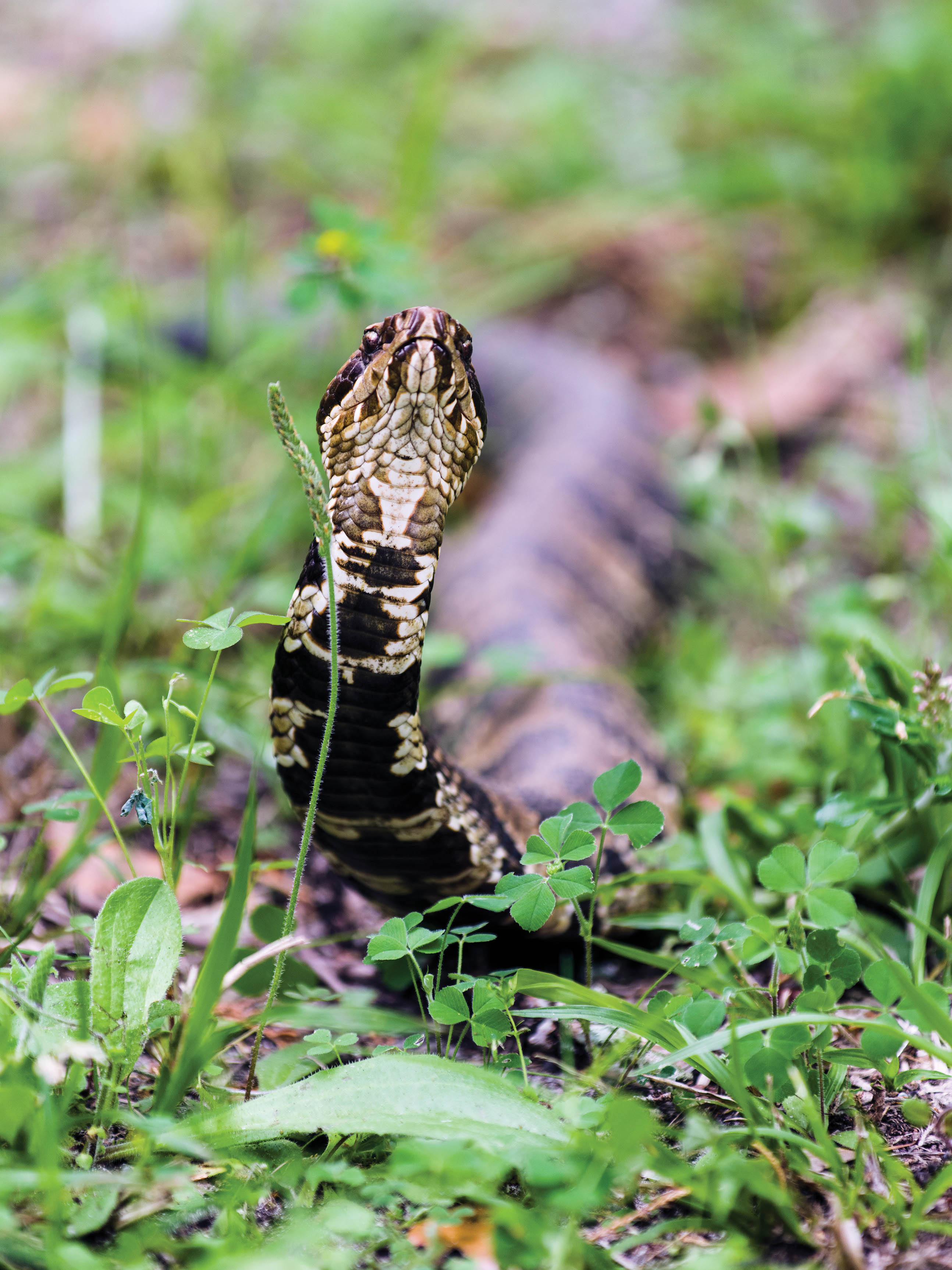 Cottonmouth or Water Moccasin Snake, common to lowland swamps and waterways (Rose Hill Plantation, Yemassee, 2025), by J Henry Fair
