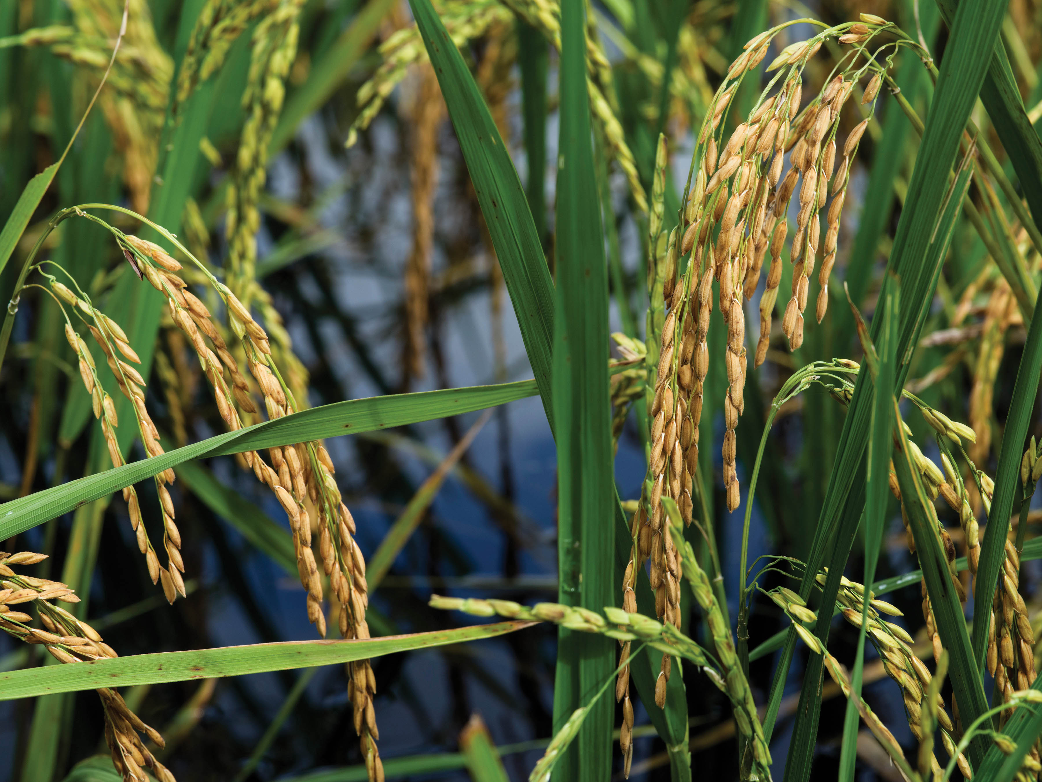 Frond of Ripe Charleston Gold Rice (Plum Hill Plantation, Yemassee, 2015), by J Henry Fairr