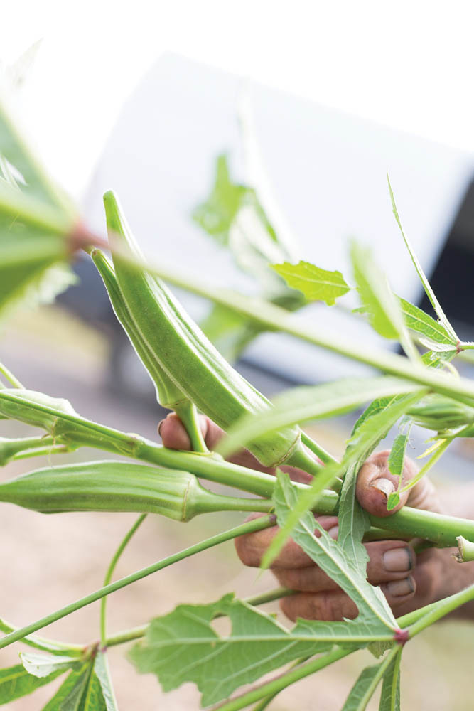 Green Thumb: Tender okra is one of the staples grown on Rosebank Farms’ 15 acres at Kiawah River, along with heirloom tomatoes, leafy greens, squash, beans, and cut flowers