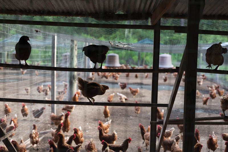 Free Range: Jeremy Storey moved to South Carolina to reconnect his love of restaurants and good food directly to the source. His switch from being a chef to farming entails doting on thousands of hens, ensuring Storey Farms’ fresh, high-quality eggs.