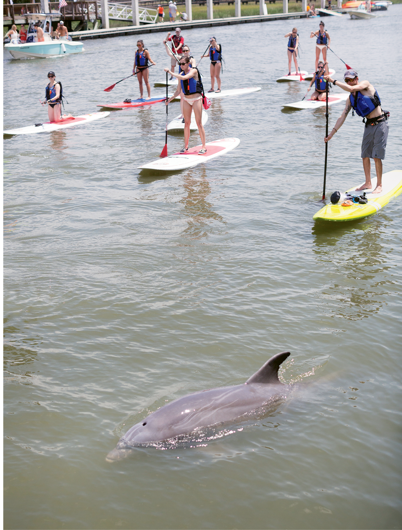 A dolphin joins a group of paddlers.