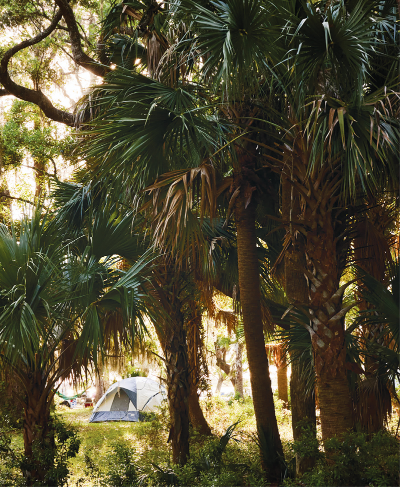 A campsite set amid a grove of spiky palms.