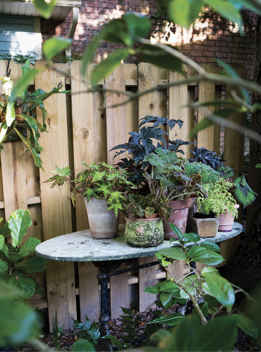 In the Mix: Fancy-leaf begonias convene on a table, adding height at the back fence.