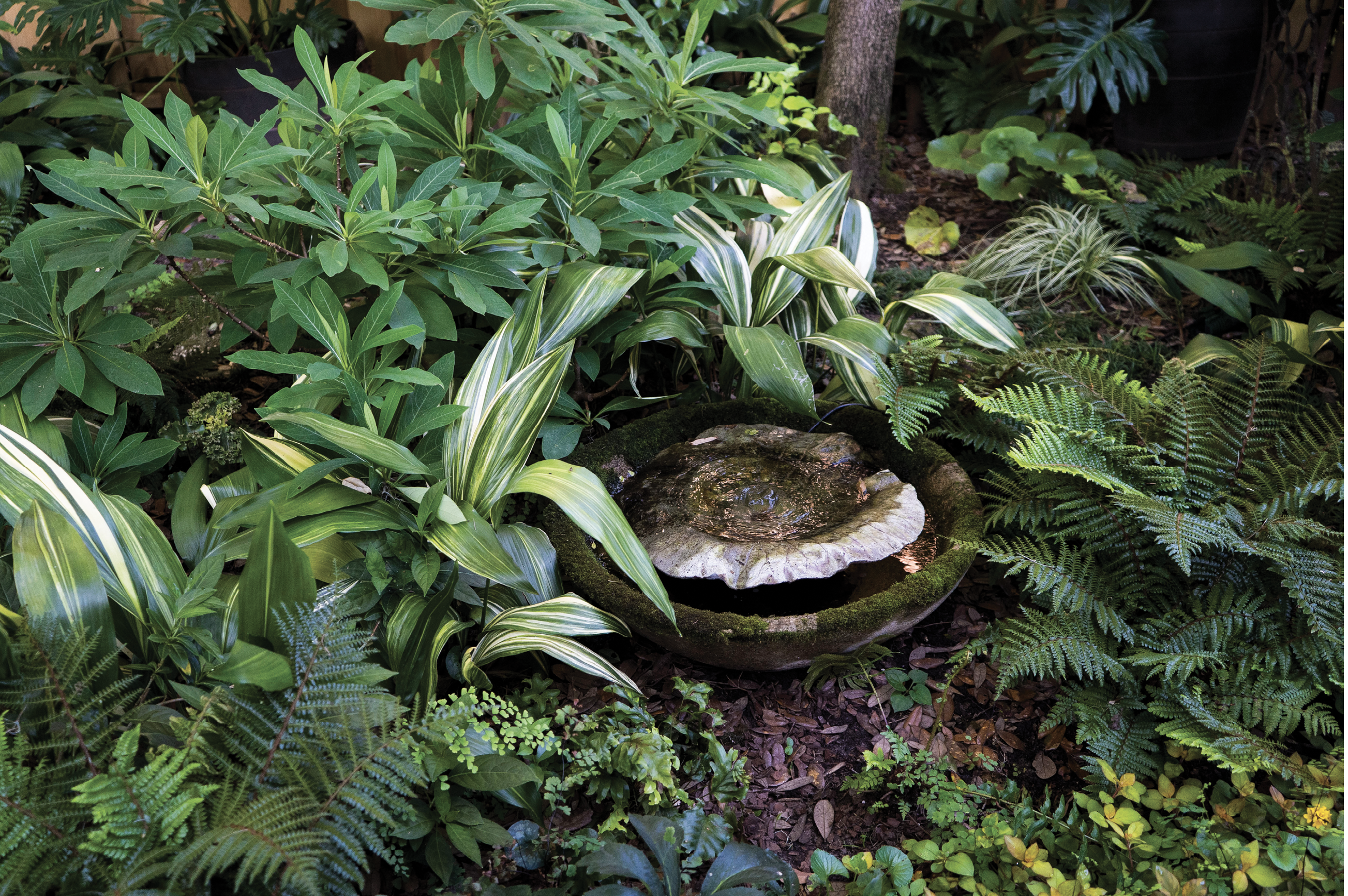 Cool &amp; Collected: ”In the long run, texture will give you more satisfaction in the garden than flowers ever will,” says Rivers of her propensity for mingling plants with contrasting forms and leaf shapes. Here, she highlights a moss-frosted fountain with an array that includes edgeworthia—a four-season stunner—variegated cast iron plants, and Southern maidenhair and tassel ferns. “Maidenhair is one of the prettiest ferns to blend with just about anything because it’s so delicate,” says Rivers. “It drops spores that always seem to sprout up in places that surprise and delight. I find myself saying, ’Okay, I didn’t even think about putting you there, but that’s a great spot—I’m glad you found it!‘”
