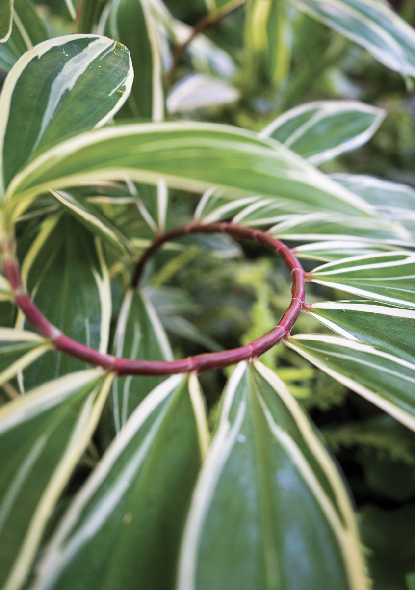 Curves Ahead: The variegated spiral ginger doesn’t leaf out until June, but its cream-brushed foliage and curling, crimson stem is worth the wait.