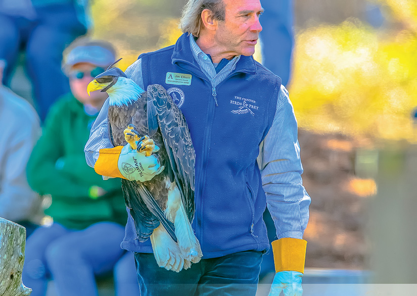 Call of the Wild: Jim Elliott, founder of the Center for Birds of Prey, releases a bald eagle that was treated for lead toxicity at the Awendaw facility.
