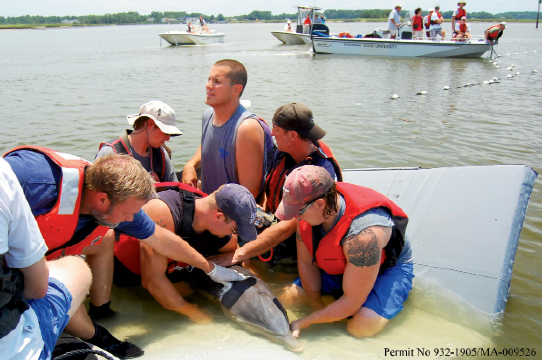 Dolphin R&amp;R (Rescue &amp; Research): National Ocean Service contractors, along with personnel from Harbor Branch Oceanographic, Georgia DNR, Bayside Hospital for Animals, Georgia Sea Turtle Center, UNC Wilmington, and Savannah State University, work to disentangle a sub-adult female bottlenose dolphin.