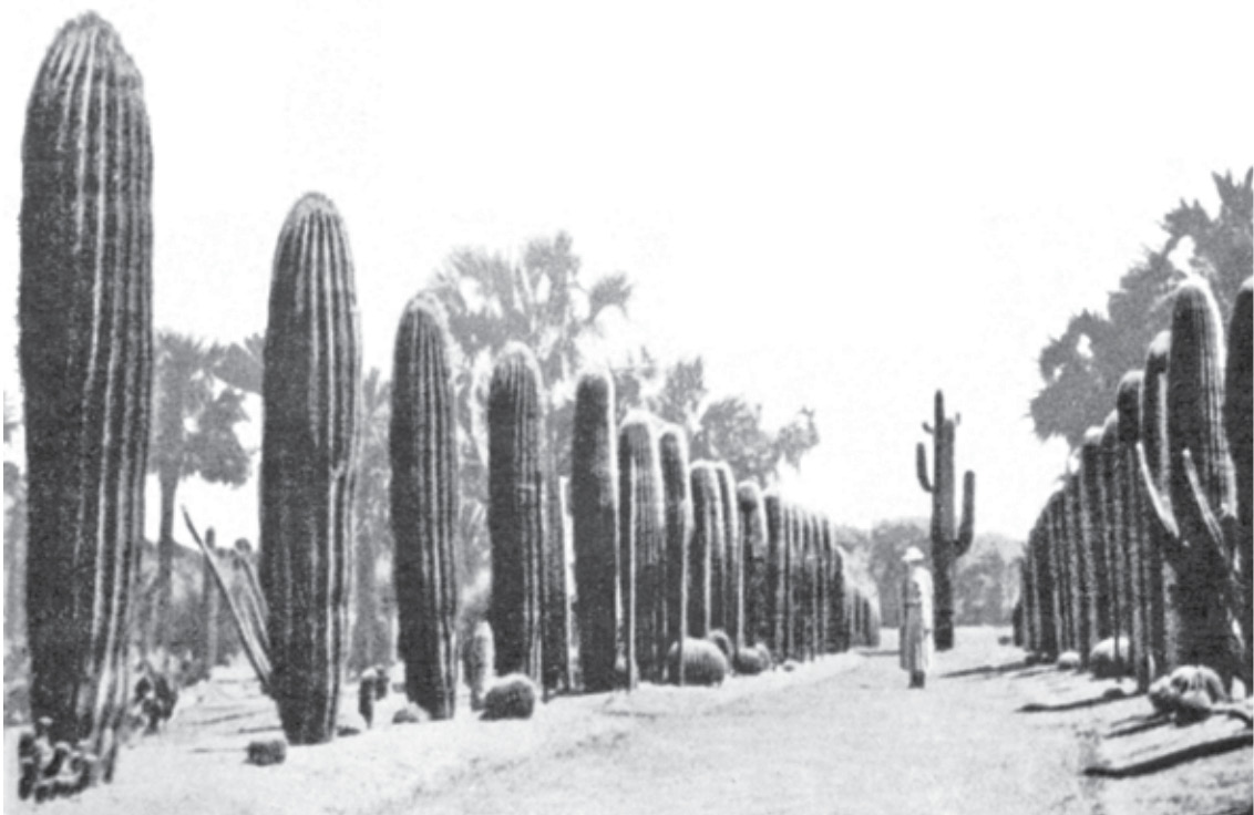 ...and especially the unique cactus garden, one of the largest private collections of cacti in the world.