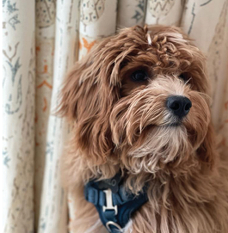 Puppy Love:  “We got Arlo, a Cavalier, Shih Tzu, and poodle mix, about a year ago. My daughter came up with the name. He’s great except when he digs.”