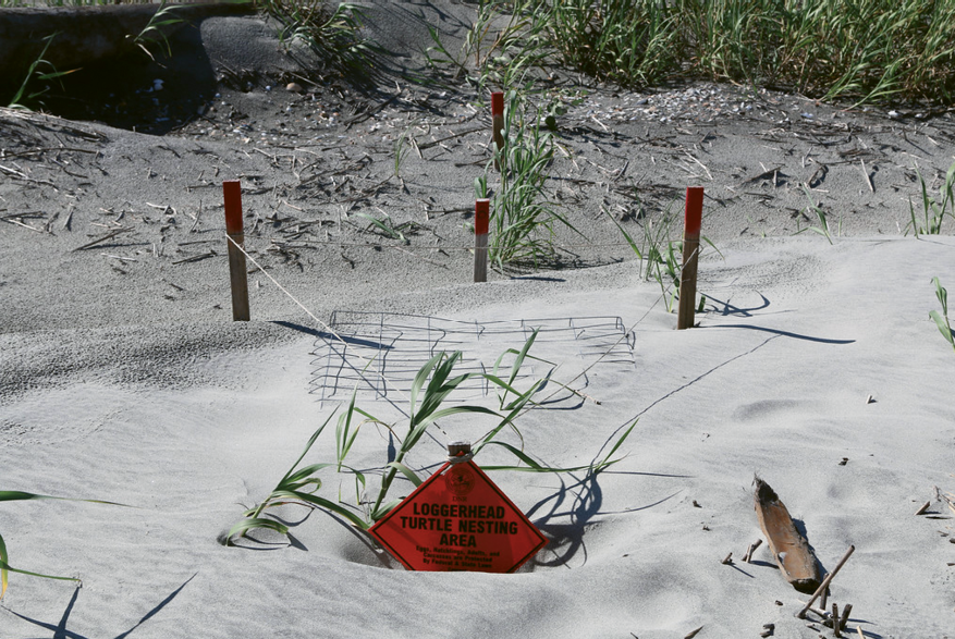 During the loggerhead sea turtle nesting and hatching season (May through October), various area turtle patrols identify and monitor nests ...
