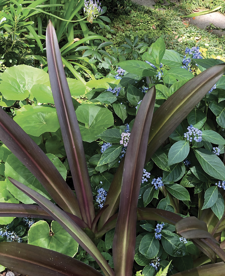 Color Play: ‘Sparkling Burgundy’ pineapple lily weaves together with farfugium and blue evergreen hydrangea.