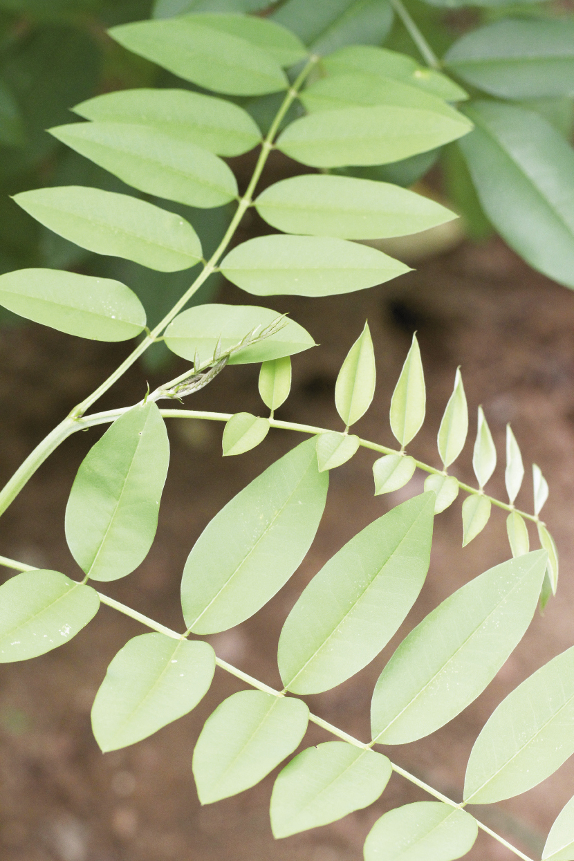 A close-up of indigo leaves