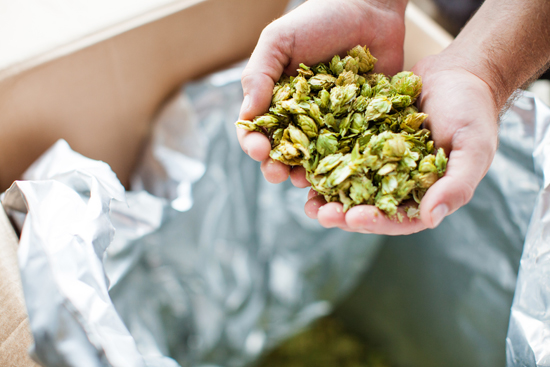 Chris Brown holds whole leaf Amarillo hops