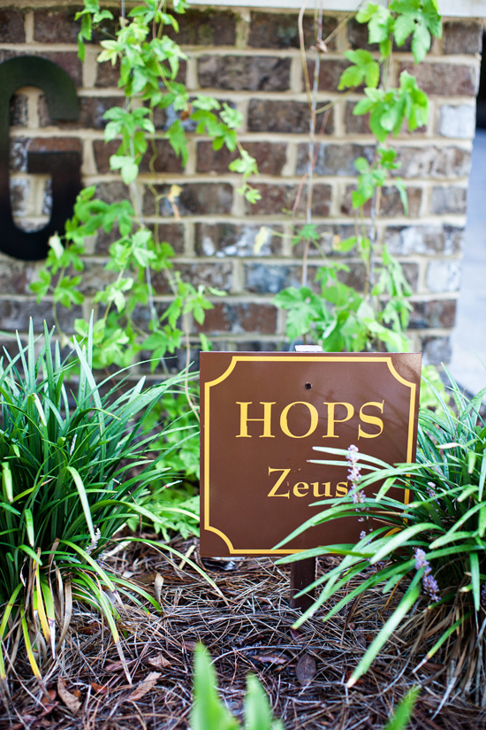 Zeus hop vines grow around the brewery.