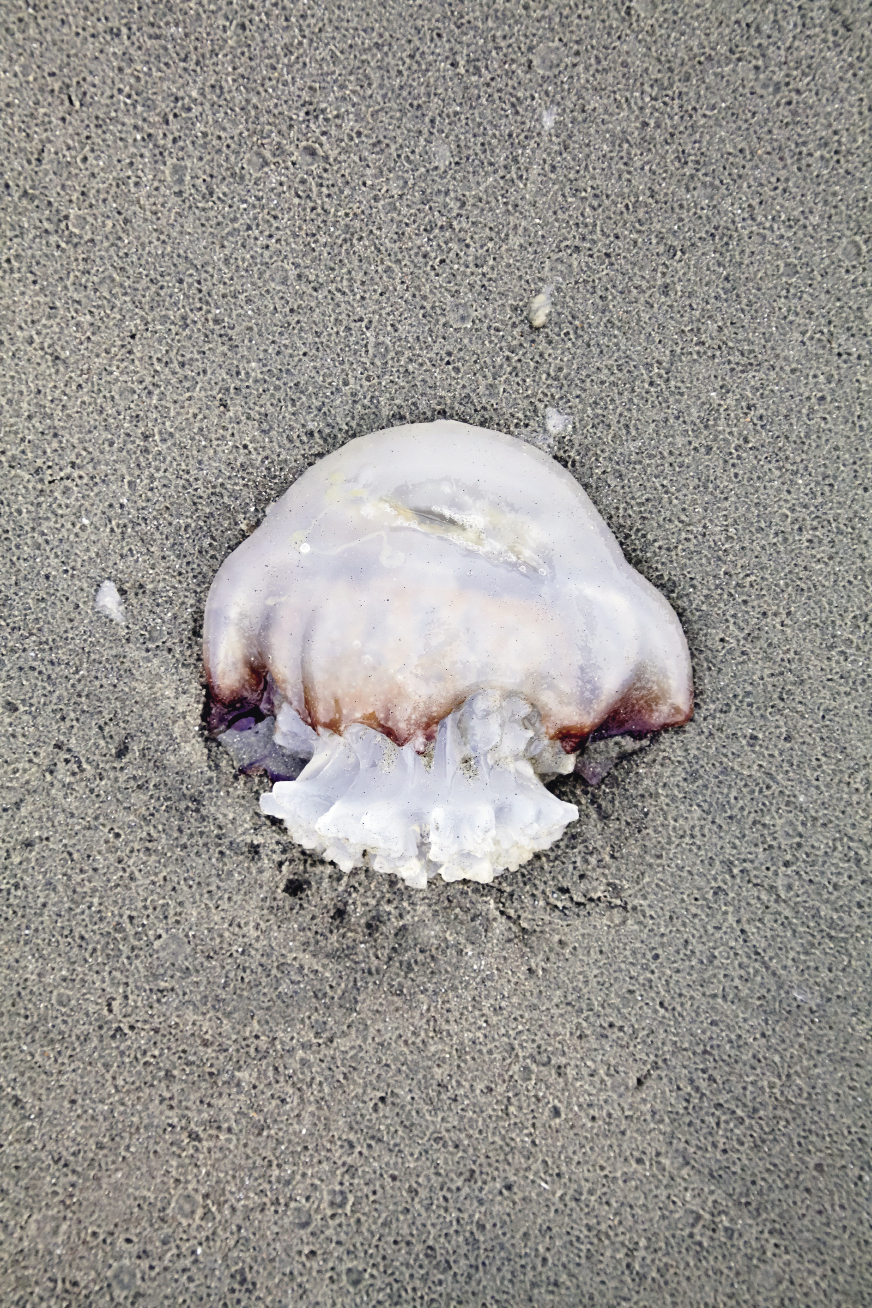 Jellyfish are a common sight along our wild coast. Cannonball jellies like this aren’t much of a threat; it’s the wispy sea wasp, sea nettle, and Portuguese man-of-wars that can turn even a small-wave surf session dangerous.