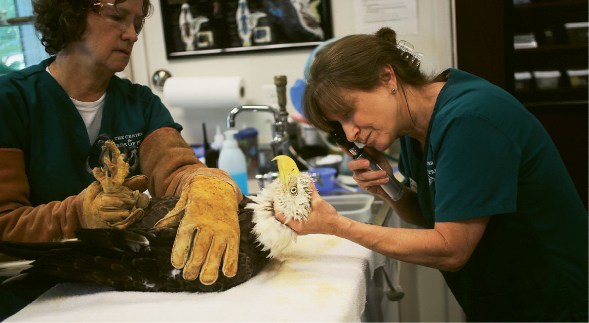 Center for Birds of Prey: Debbie Mauney (right), director of the center’s Avian Medical Clinic, and volunteer Mary Pringle examine a bald eagle with a fractured radius and ulna, likely caused by collision. To date, the center has treated and released more than 8,000 wild birds of prey and shorebirds, as well as collected important data regarding the challenges faced by wild bird populations.