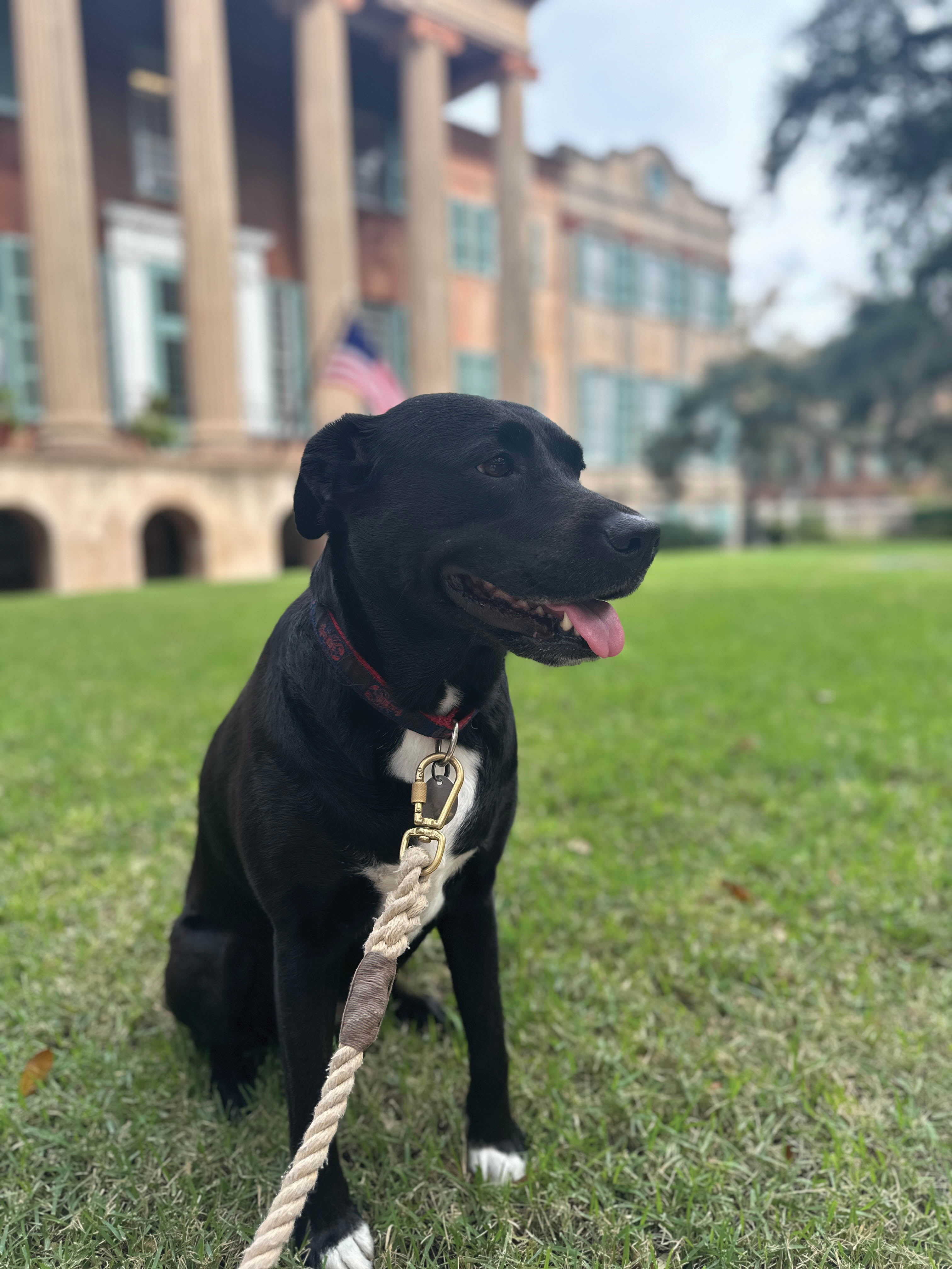 Sweet Pup: “No one loves Harbinger or Harken leftovers more than my black Lab, Boo. I can confidently say she’s our biggest fan.” —Cameron