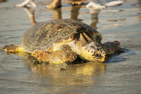 Nest numbers are on the upswing, and the population of in-water turtles counted through DNR’s random sampling are up as well. A few years ago, Mike Arendt’s in-water trawl team re-caught the first turtle treated and released by the aquarium 10 years prior. She was healthy.