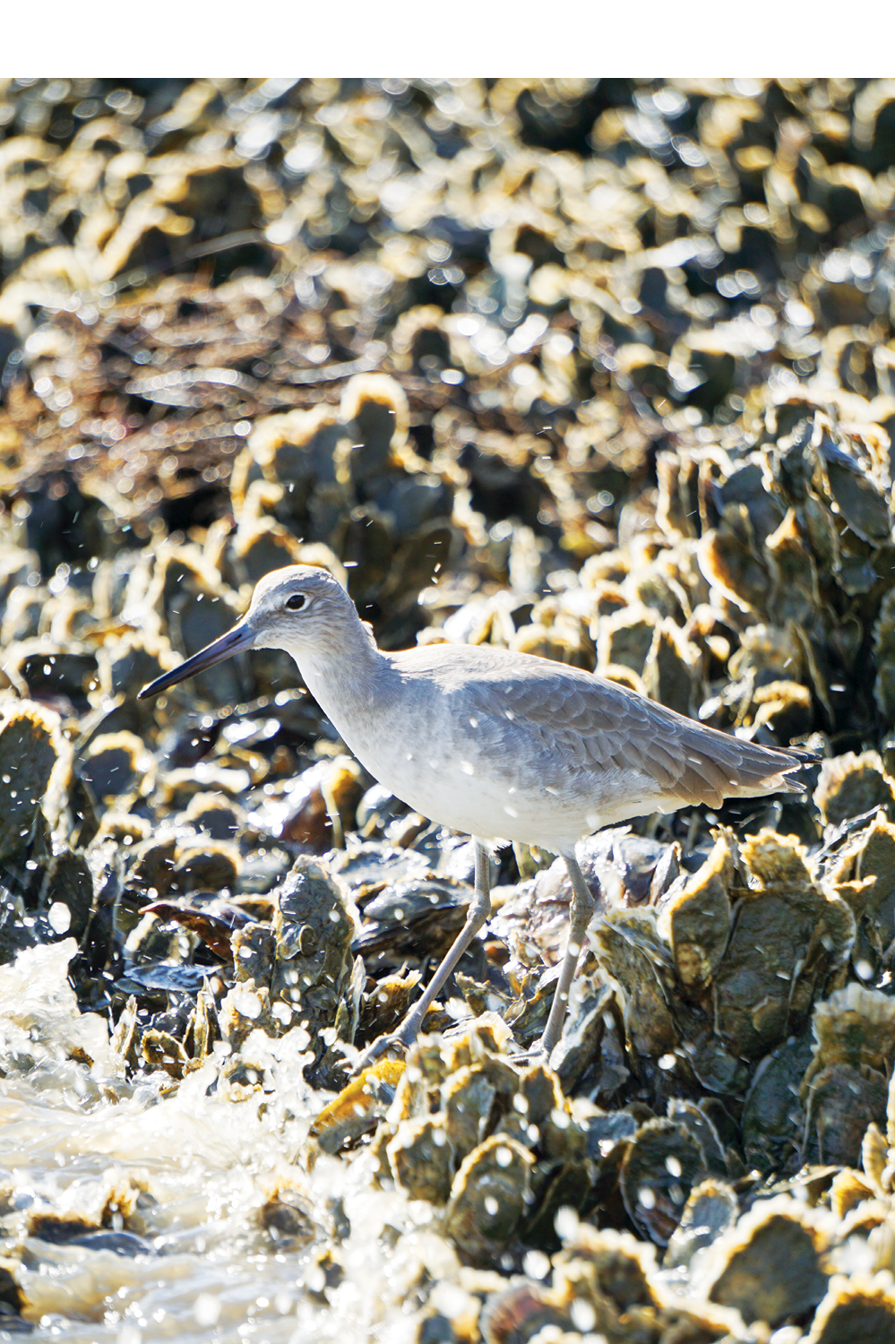  A scavenging willet stays close by, hoping for scraps.<br /> 