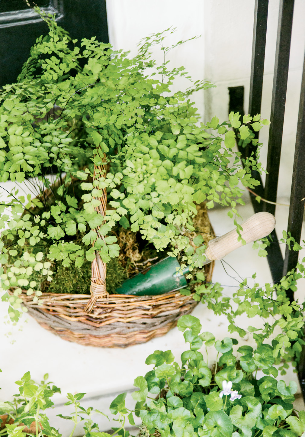 A basket of maidenhair fern