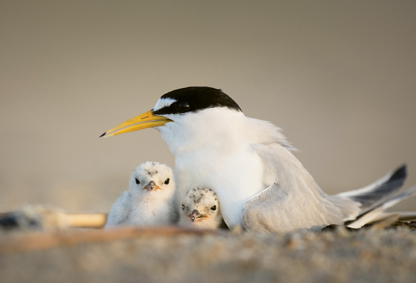 Least Tern (Sterna antillarum) - In the summer, tern chicks left alone for mere minutes can succumb to the scorching heat. Give them a better shot at survival by not disturbing birds on the beach. Learn more about seabirds at <a href="https://www.allaboutbirds.org/">https://www.allaboutbirds.org/</a>.