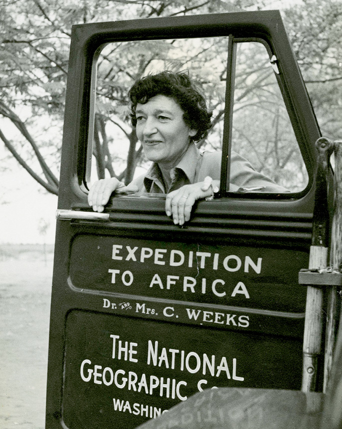 Gertie during her National Geographic expedition to Africa in 1952 (the name Weeks refers to her brief marriage to Dr. Carnes Weeks)