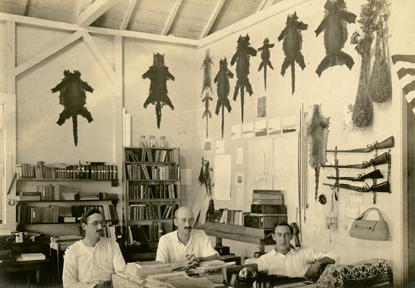 The skins of tropical wildlife specimens hang in the lab above Inness Hartley, William Beebe, and Paul Howes.