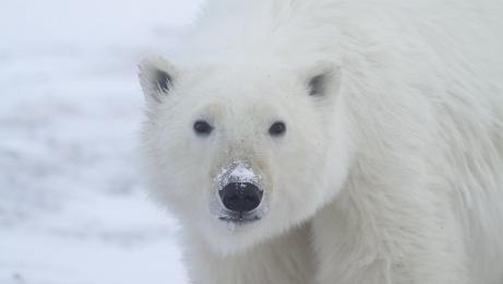 Polar bear in the Canadian tundra of Arviat.