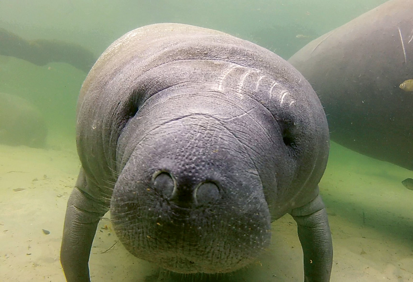 West Indian Manatee (Trichechus manatus) - Being an alert boater, especially in tidal creeks where manatees like to feed, goes a long way toward helping these mammals avoid boat collisions, which are the number one threat to manatees. Find additional resources at <a href="https://www.fws.gov/southeast/wildlife/mammals/manatee/">https://www.fws.gov/southeast/wildlife/mammals/manatee/</a>.