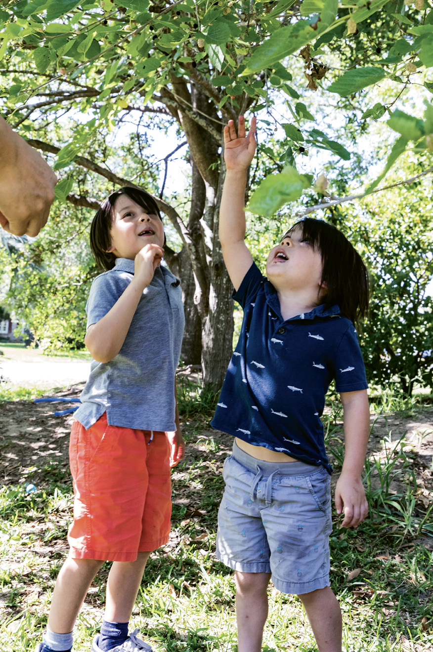 Sonny, six, and Buck, four, help harvest mulberries.