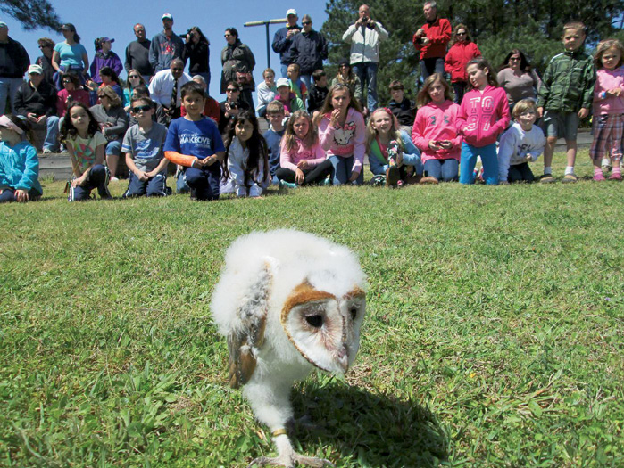 3. A barn owl after a flight demonstration at the Center for Birds of Prey