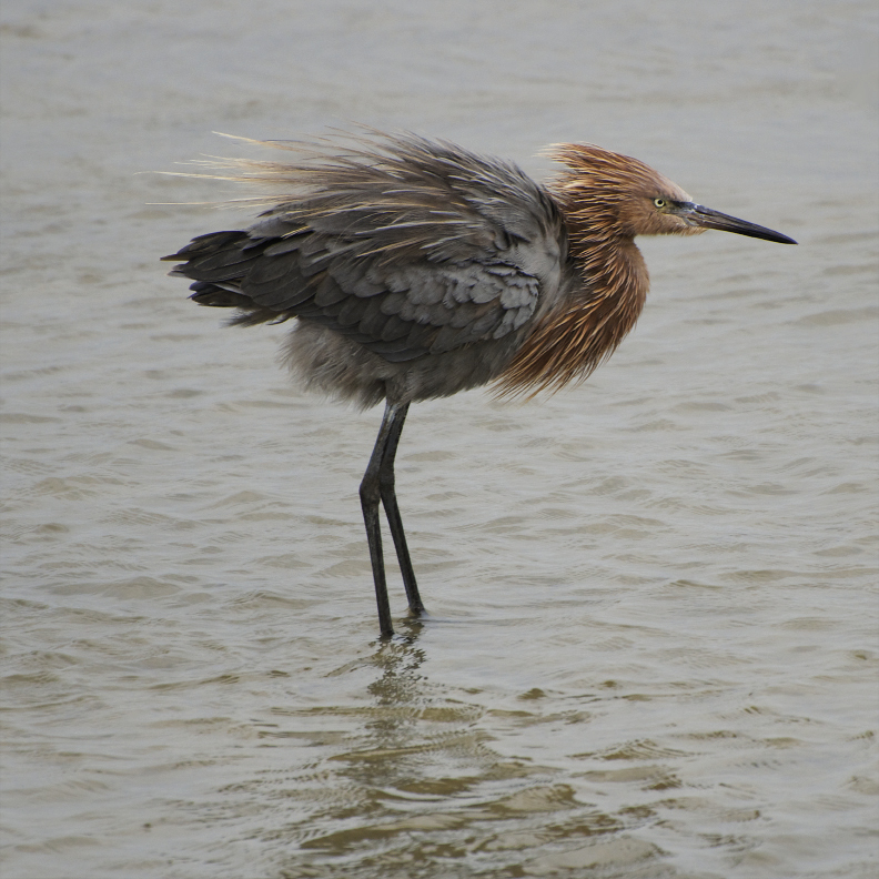With brownish-pink plumes on its head and long, quill-like plumes along its back, the reddish egret has a more formidable costume than its snowy sisters but still stalks a tidal pond with grace and elegance.