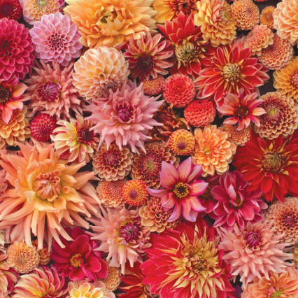 A floretflower Instagram photo