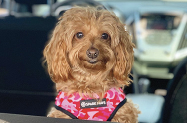 Welcome Waggin’: “I travel often, so when I get the chance to spend time with my fur baby, Ginger, it’s so wonderful.”