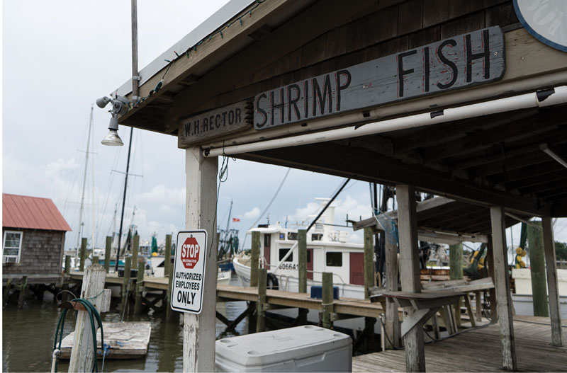 The shrimp brought in by Rector and other shrimpers are sold to grocery stores and restaurants, as well as on the docks, including at the Rector family’s Geechie Seafood.