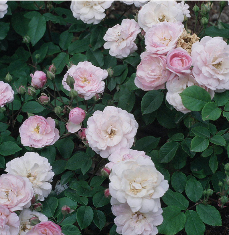 ‘Champneys’ Pink Cluster’ was born in Ravenel around 1802, inspiring a rose-breeding frenzy that yielded lovely blooms like ‘Aimée Vibert’