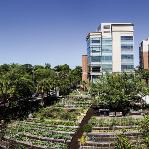 MUSC Urban Farm at Bee and President streets