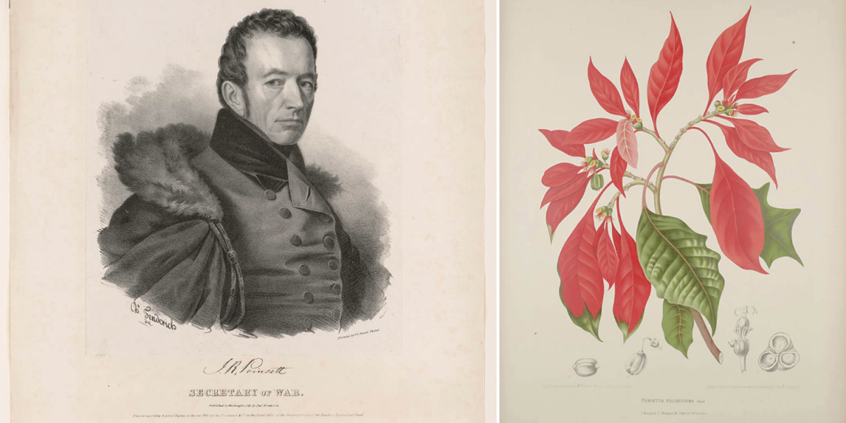 Poinsett-flower.png