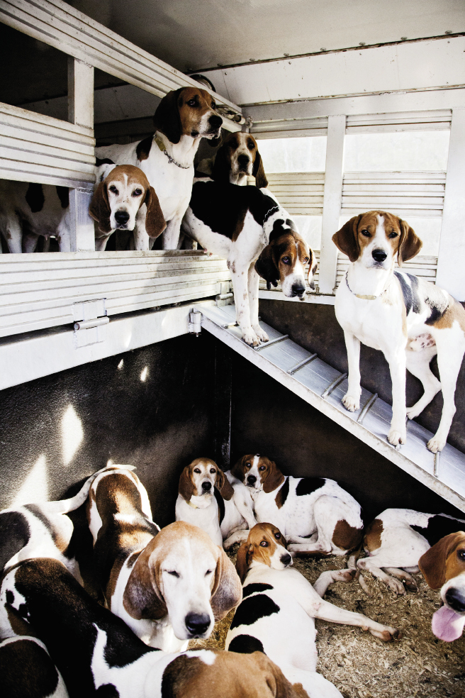 The tricolor foxhounds  huddle in the transport truck eagerly awaiting the chase. Spectators are welcome at Tryon Hounds’ events.