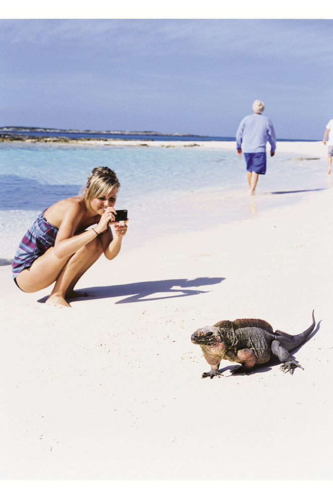 Getting a close-up view of a Bahamian rock iguana