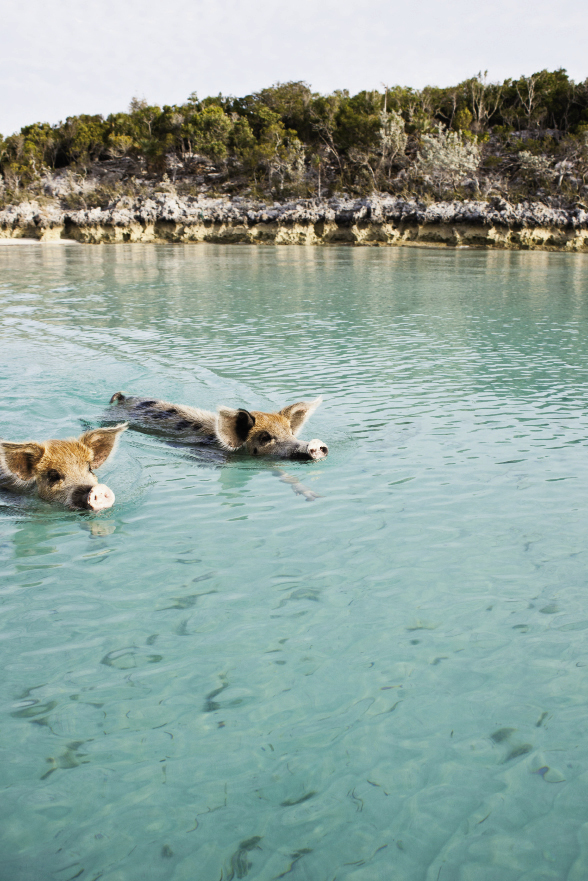 The famous swimming pigs roam free on an island near Staniel Cay.