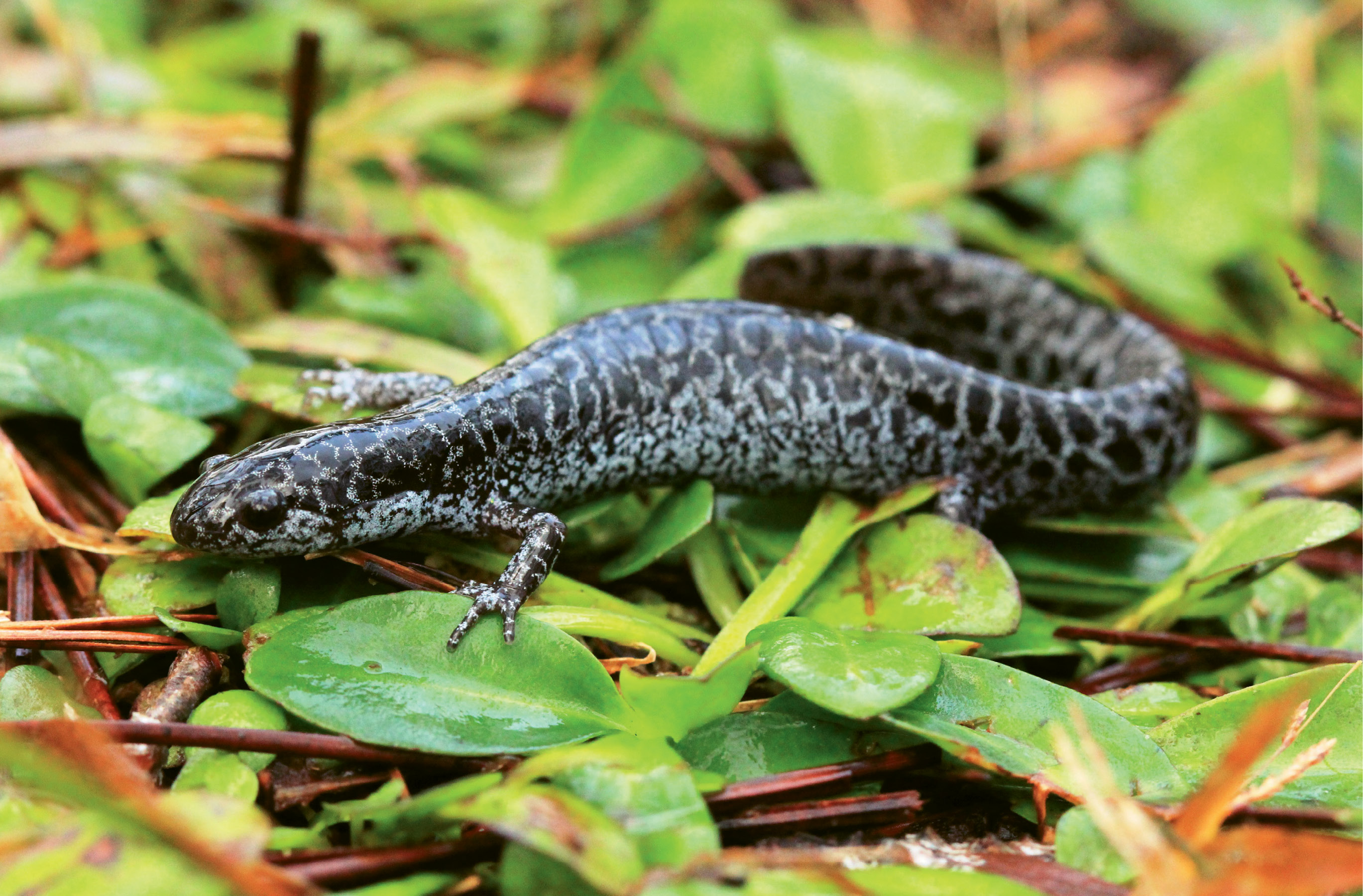 Frosted Flatwoods Salamander (Ambystoma cingulatum) - Destruction of habitat due to logging and development is the primary threat to these endangered amphibians.
