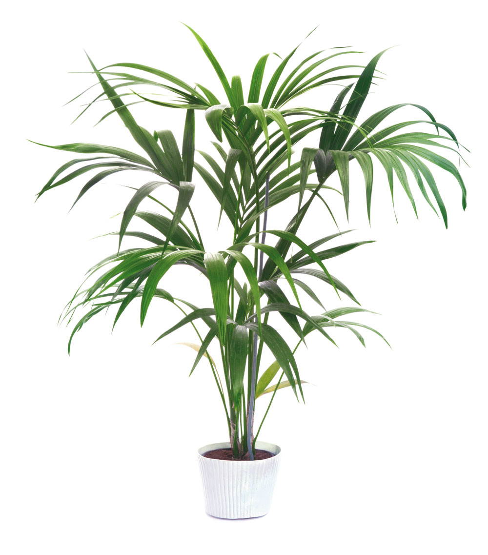 Potted kentia palm, $399 at Hyams  Garden Center