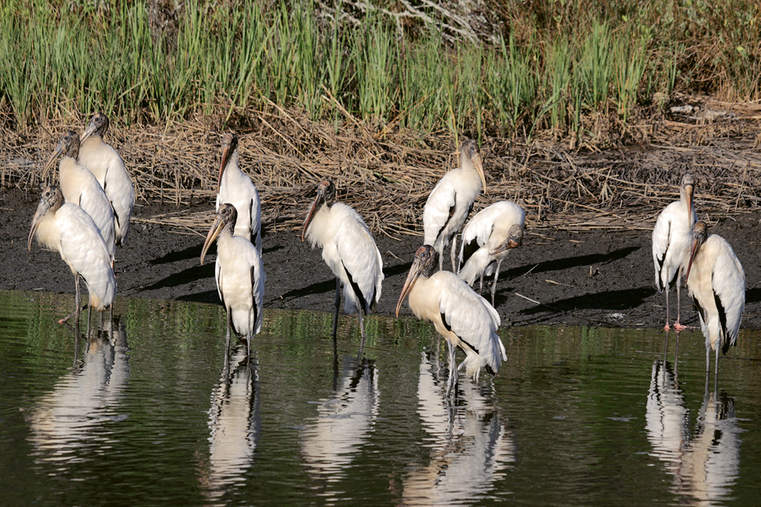 On the Rebound: In 2013, South Carolina had 21 wood stork colonies (six in Charleston County) comprised of 2,020 nesting pairs—a significant increase from the single colony of 11 pairs recorded in 1981.